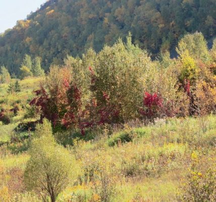 green and red trees on mountain during daytime