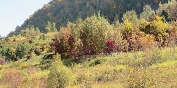 green and red trees on mountain during daytime
