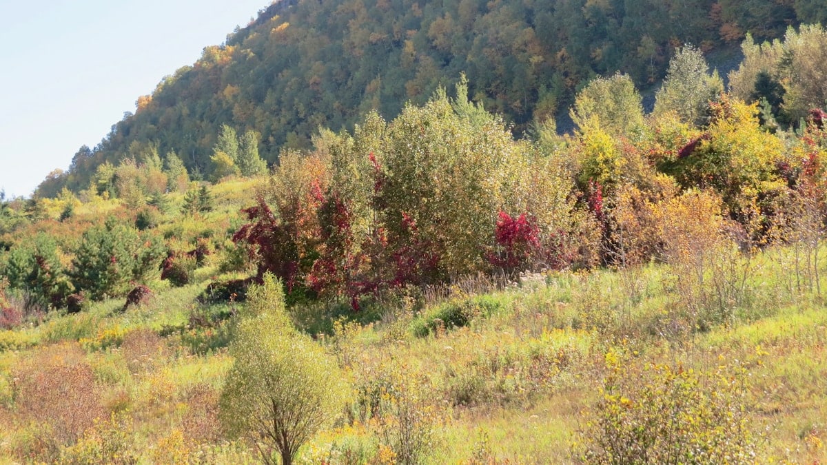green and red trees on mountain during daytime